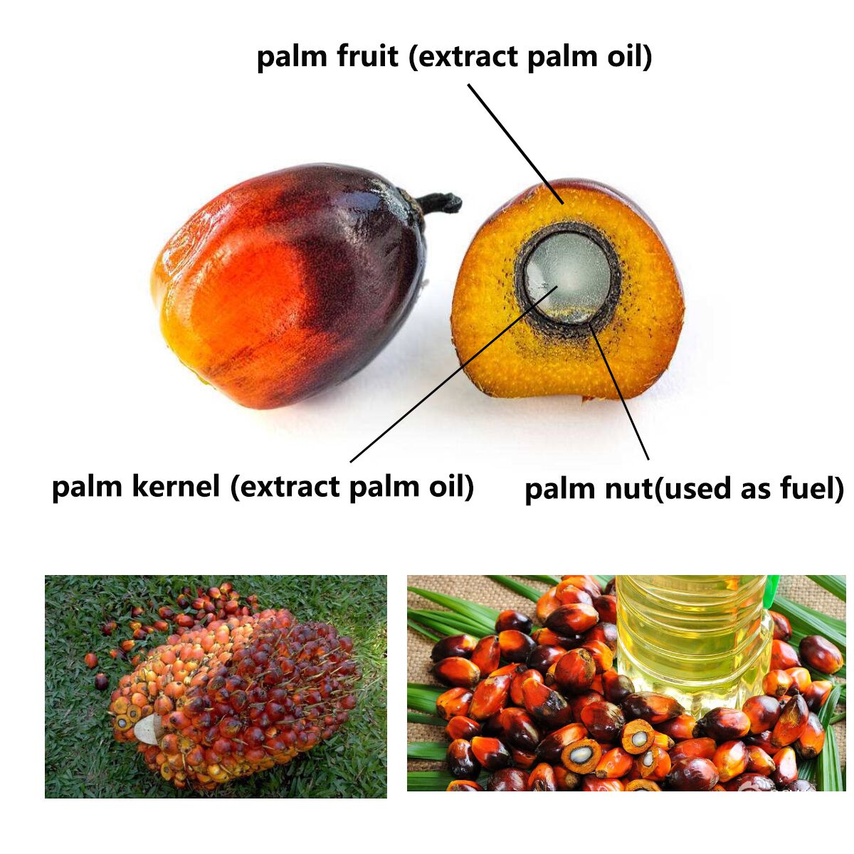 palm oil.jpg